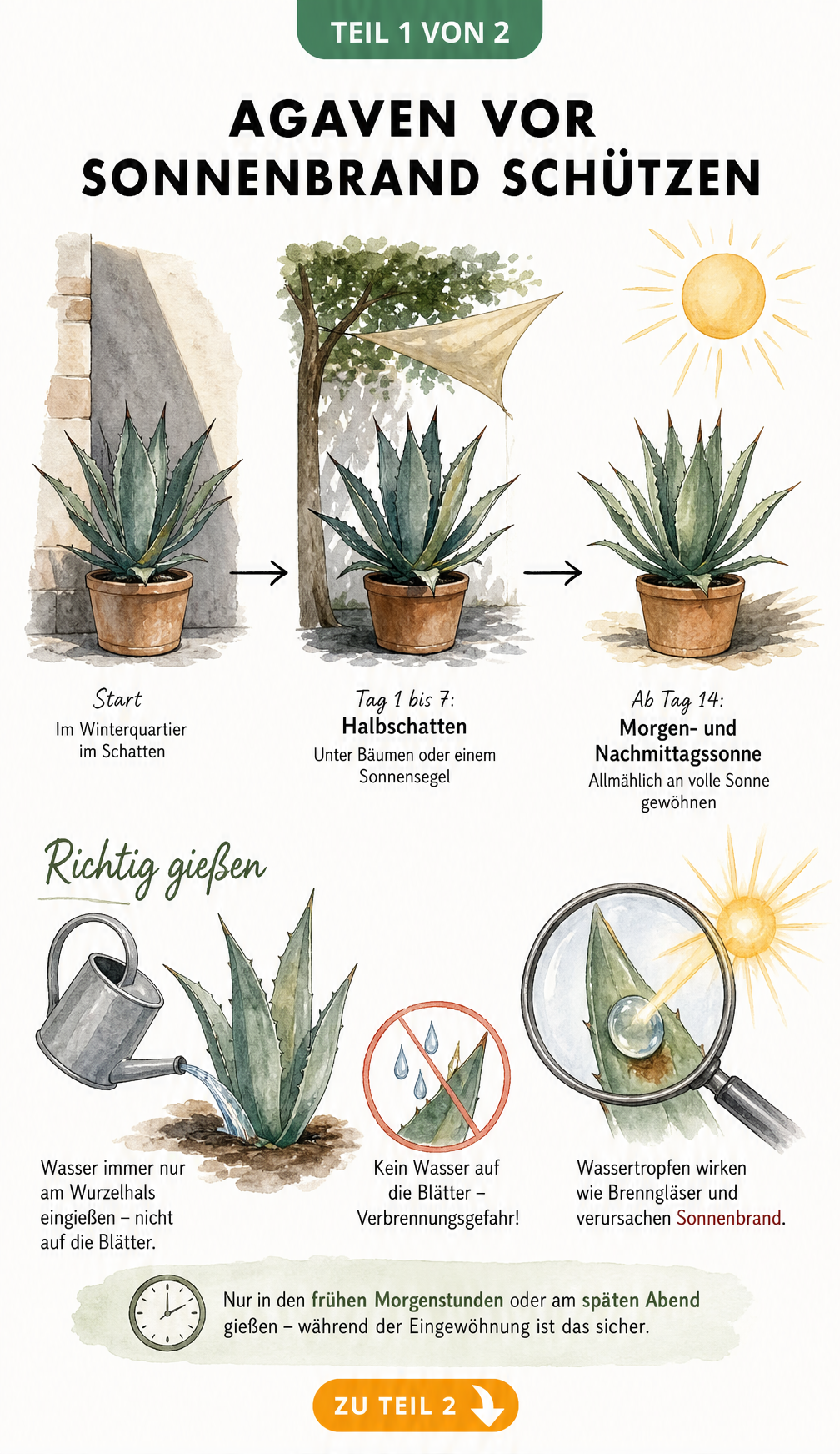 Illustration einer Agave, die schrittweise über 14 Tage vom Schatten in die Sonne umzieht, mit Hinweisen zum Gießen am Wurzelhals zur Vermeidung des...
