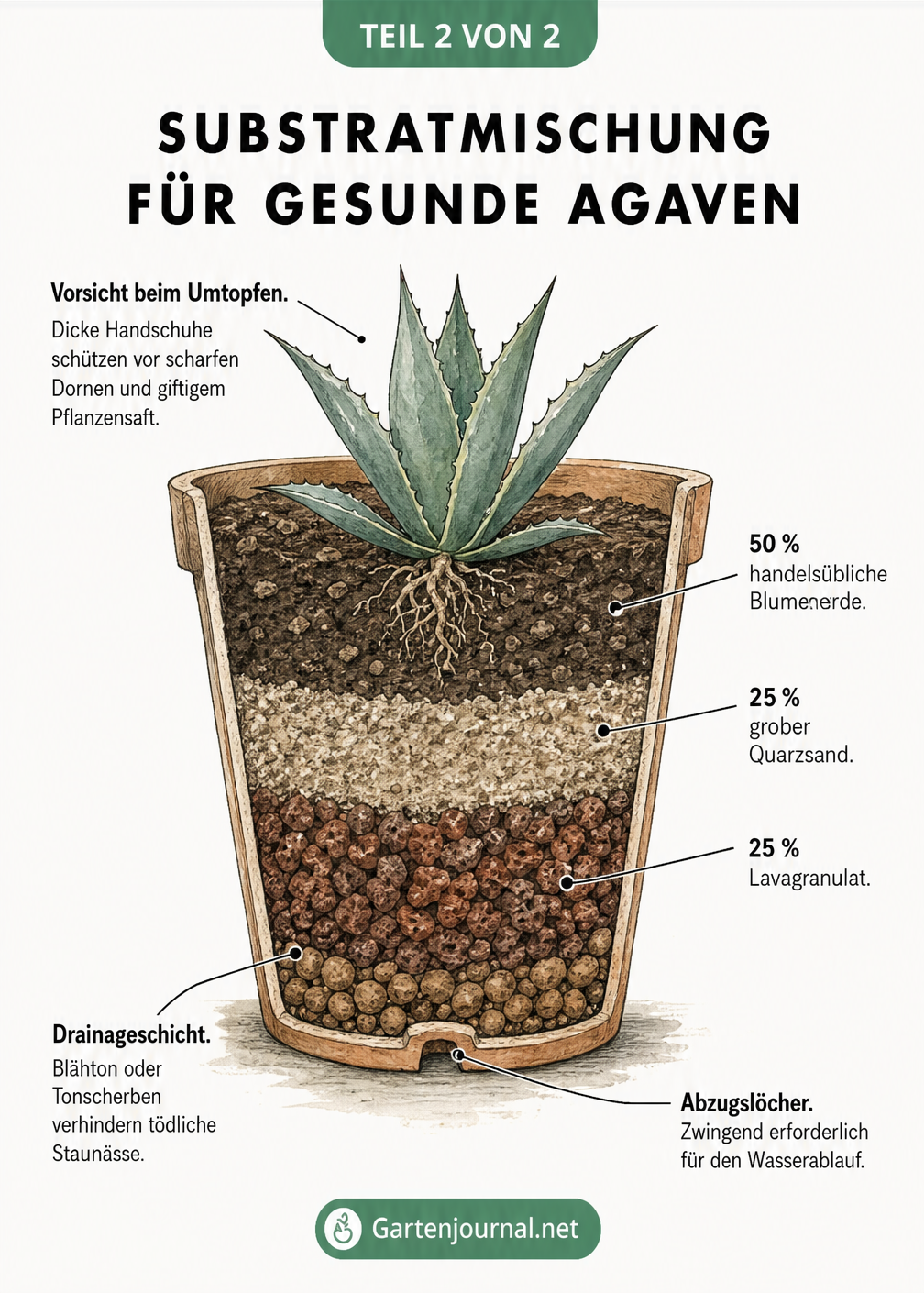Querschnitt eines Pflanztopfes mit einer jungen Agave, der die Erdschichten aus Blumenerde, Quarzsand, Lavagranulat und Drainageschicht zeigt