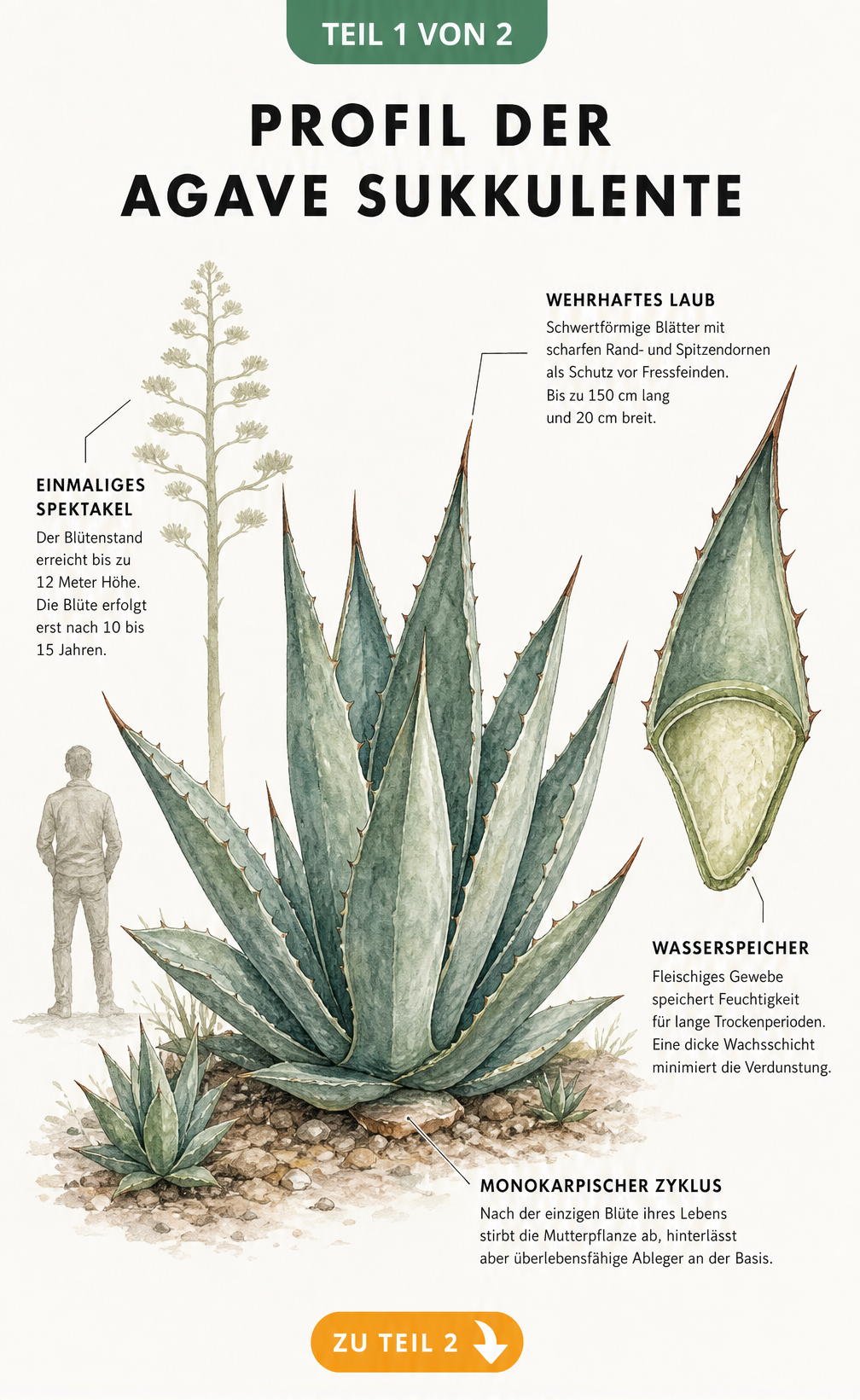 Botanische Illustration einer Agave mit Querschnitt eines Blattes und Silhouette des Blütenstandes