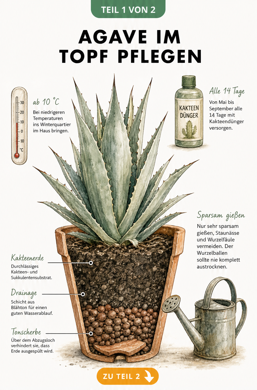 Botanische Illustration einer Agave im Terrakotta-Topf mit Querschnitt des Erdschichtaufbaus, Gießkanne und Kakteendünger