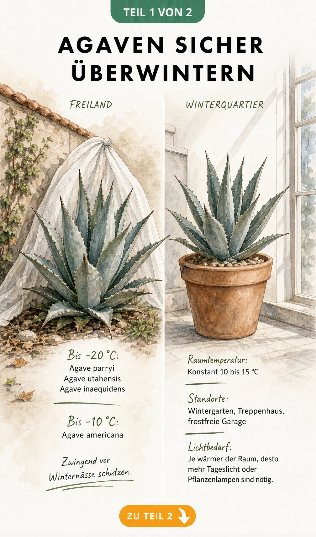 Illustration einer Agave im Freiland mit Frostschutz und einer Agave im Topf im hellen Winterquartier