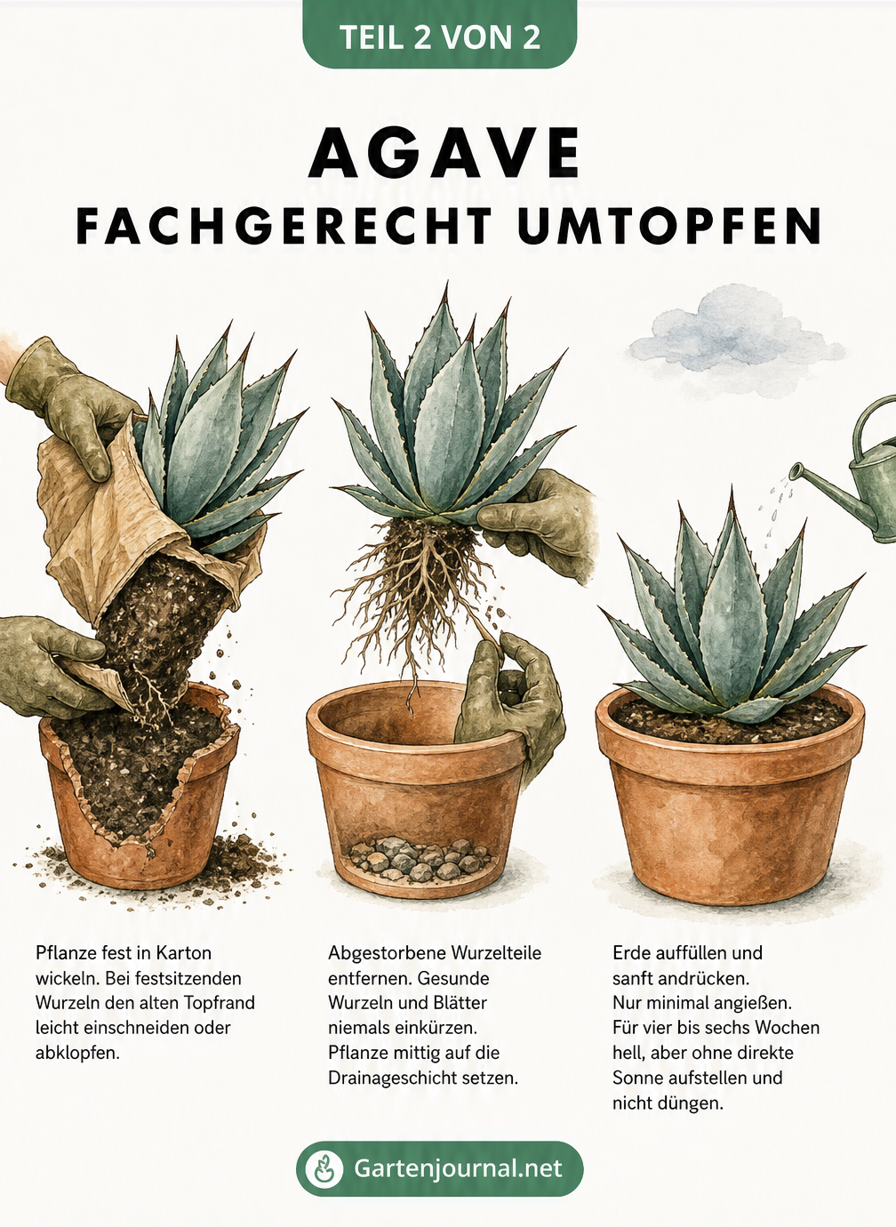 Illustration der drei Schritte beim Umtopfen einer Agave: Herauslösen mit Handschuhen und Pappe, Wurzelkontrolle und Einsetzen in den neuen Topf.