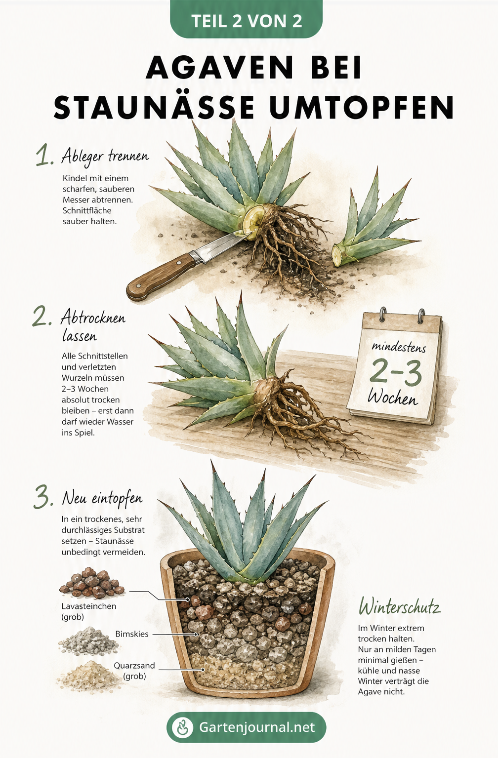 Illustration zum Umtopfen einer Agave bei Staunässe, zeigt das Abtrennen von Kindeln, das Abtrocknen der Wurzeln und das neue Substrat