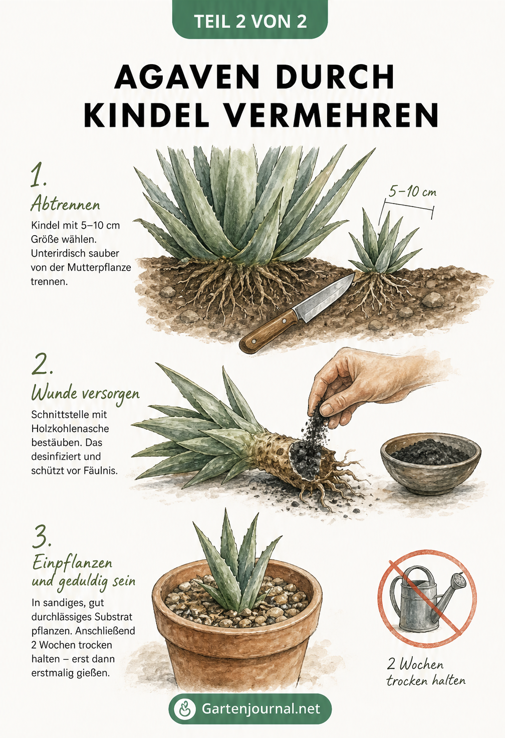 Aquarell-Zeichnung zur Vermehrung von Agaven durch Kindel, vom Abtrennen der Ableger bis zum Einpflanzen in sandiges Substrat.