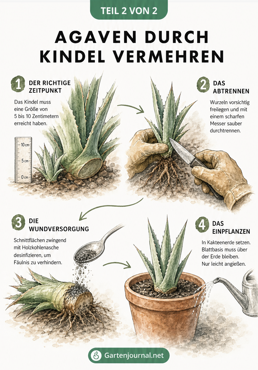 Schritt-für-Schritt-Anleitung zur Vermehrung einer Agave durch Kindel