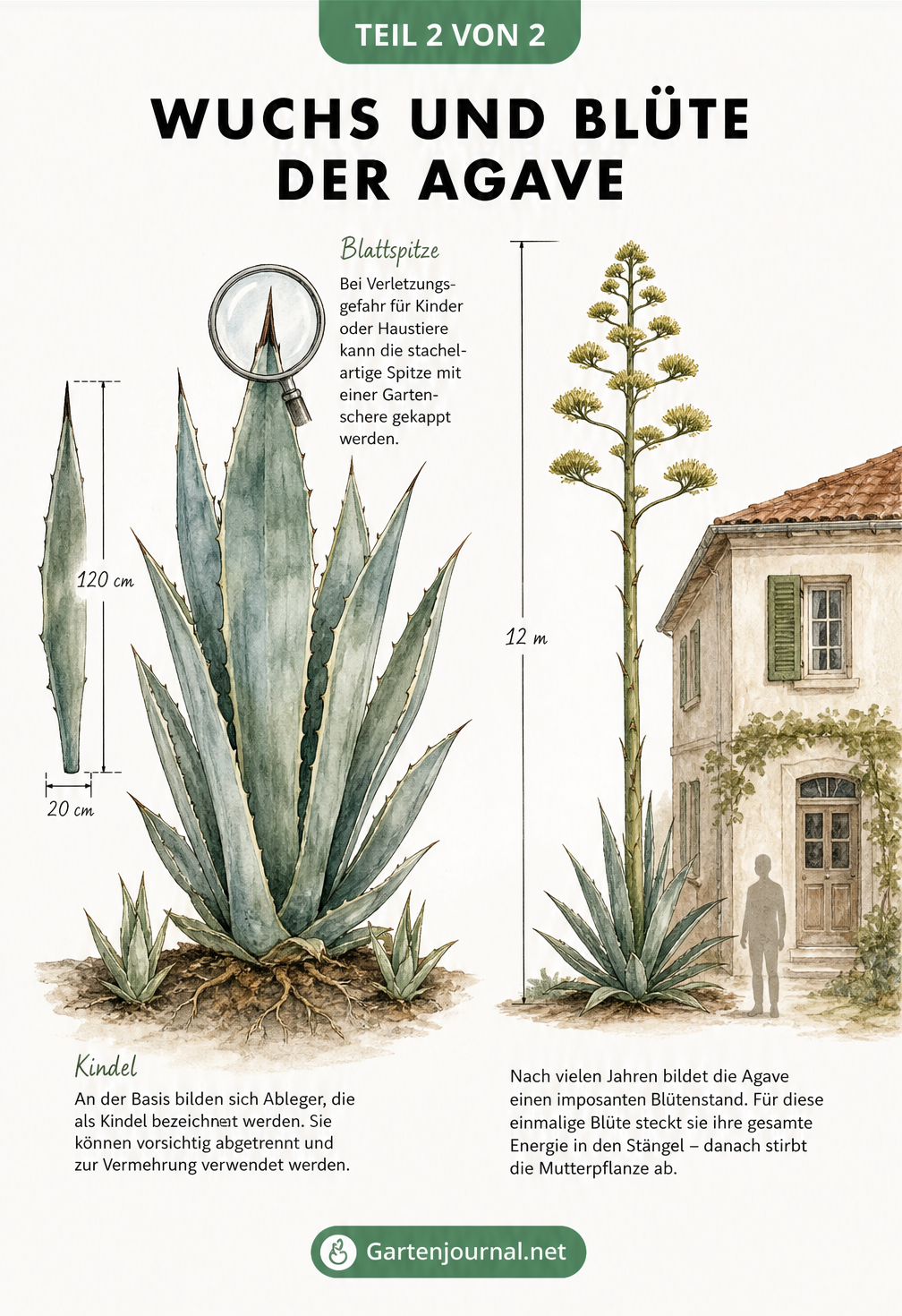 Zeichnung einer Agaven-Rosette mit Maßangaben, Kindeln zur Vermehrung und der Silhouette einer 12 Meter hohen blühenden Agave
