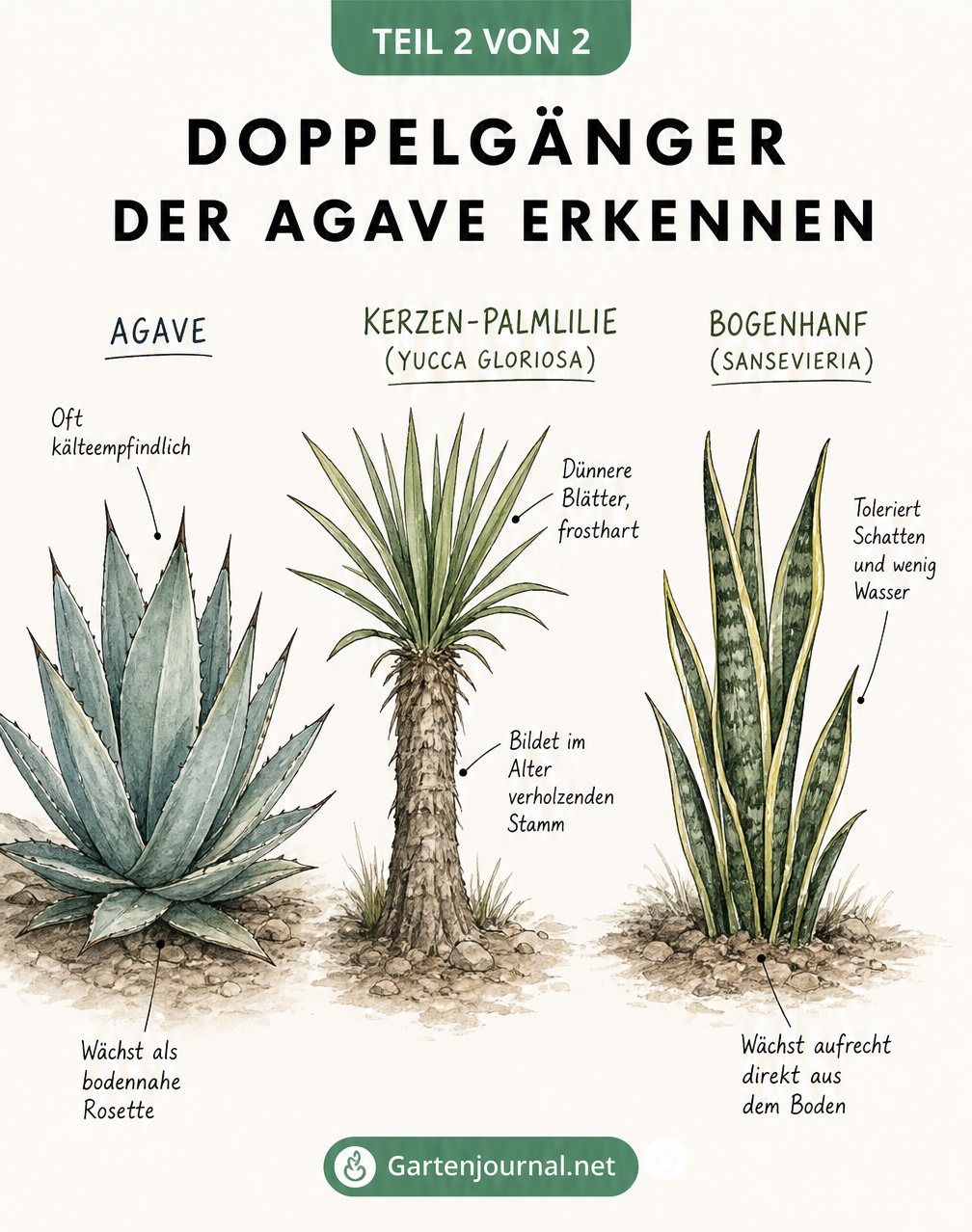 Skizzenhafte Illustration von drei Pflanzen im Vergleich: Eine bodennahe Agave, eine Yucca-Palme mit verholztem Stamm und ein aufrecht wachsender Bogenhanf.