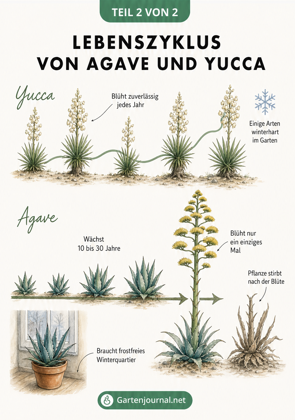 Illustrierte Zeitachse zum Lebenszyklus von Agave und Yucca mit Fokus auf das Blühverhalten