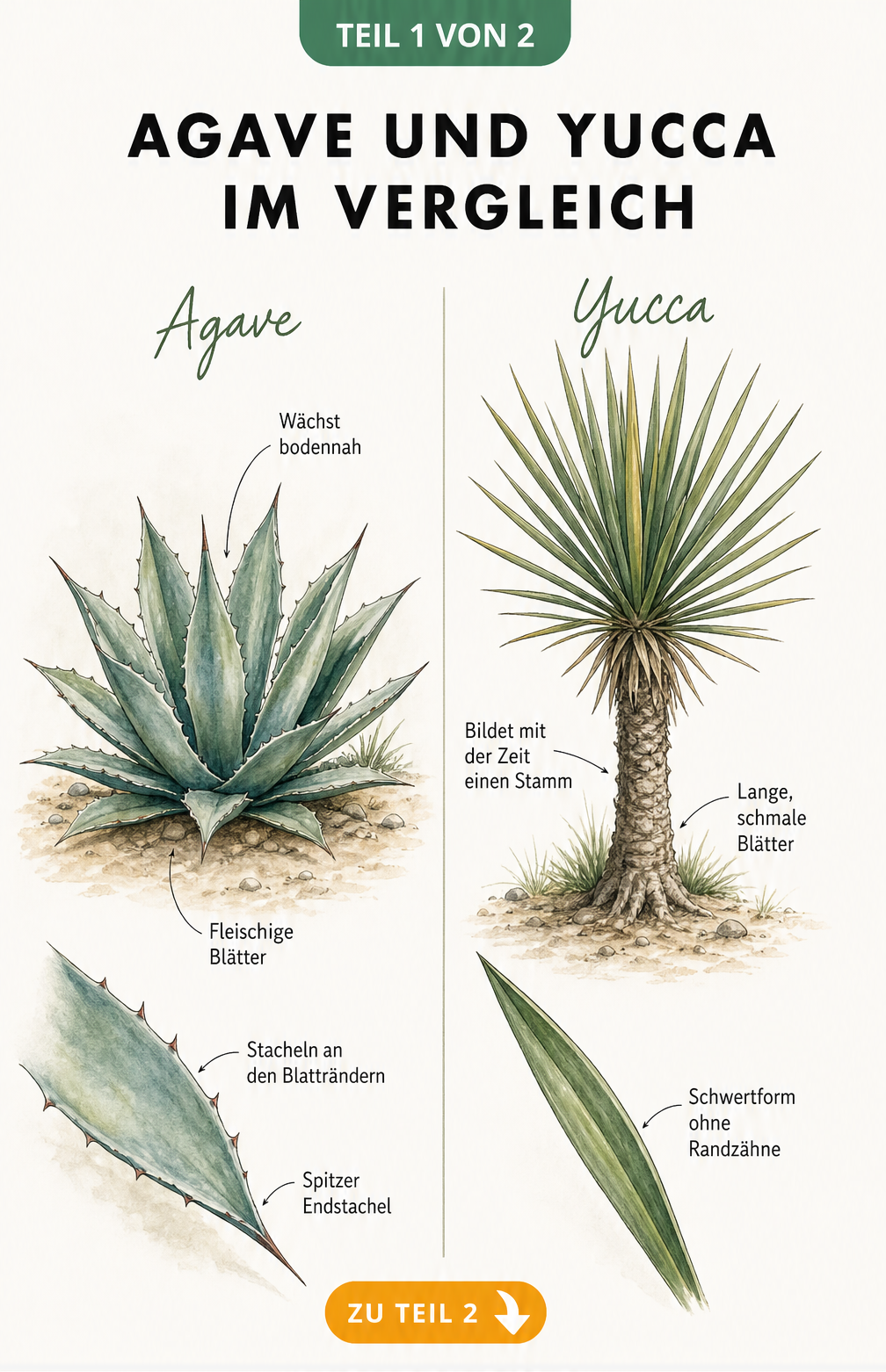 Botanische Illustration einer Agave und einer Yucca im Vergleich mit Beschriftungen zu Wuchsform und Blättern