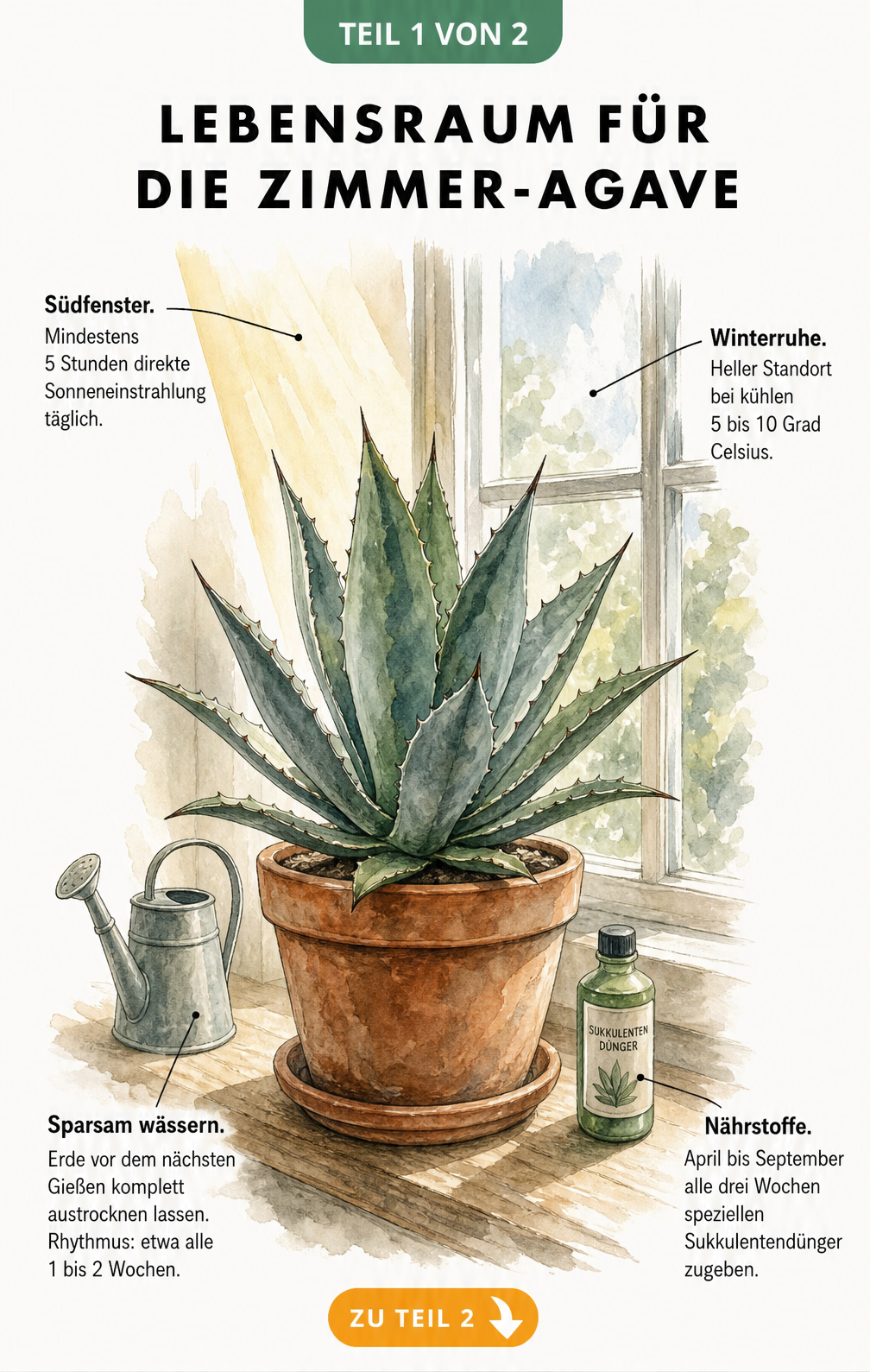Illustration einer Agave im Terrakottatopf auf einer Fensterbank mit Hinweisen zu Licht, Winterruhe, Gießen und Düngen