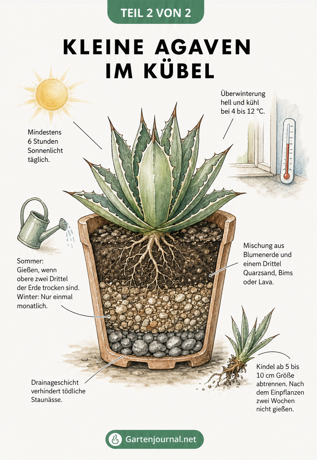 Querschnitt eines Pflanztopfes mit einer kleinen Agave, der die richtige Erdmischung, Drainageschicht und Pflegehinweise zu Licht, Gießen und Überwinterung...