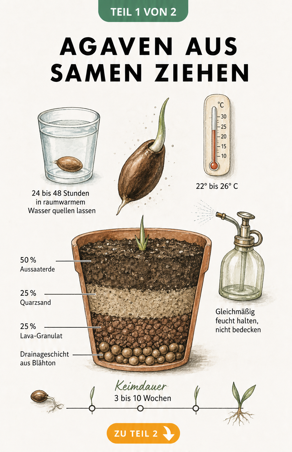 Illustration eines Anzuchttopfes mit Erdschichten, einem Agavensamen und Hinweisen zur Keimung