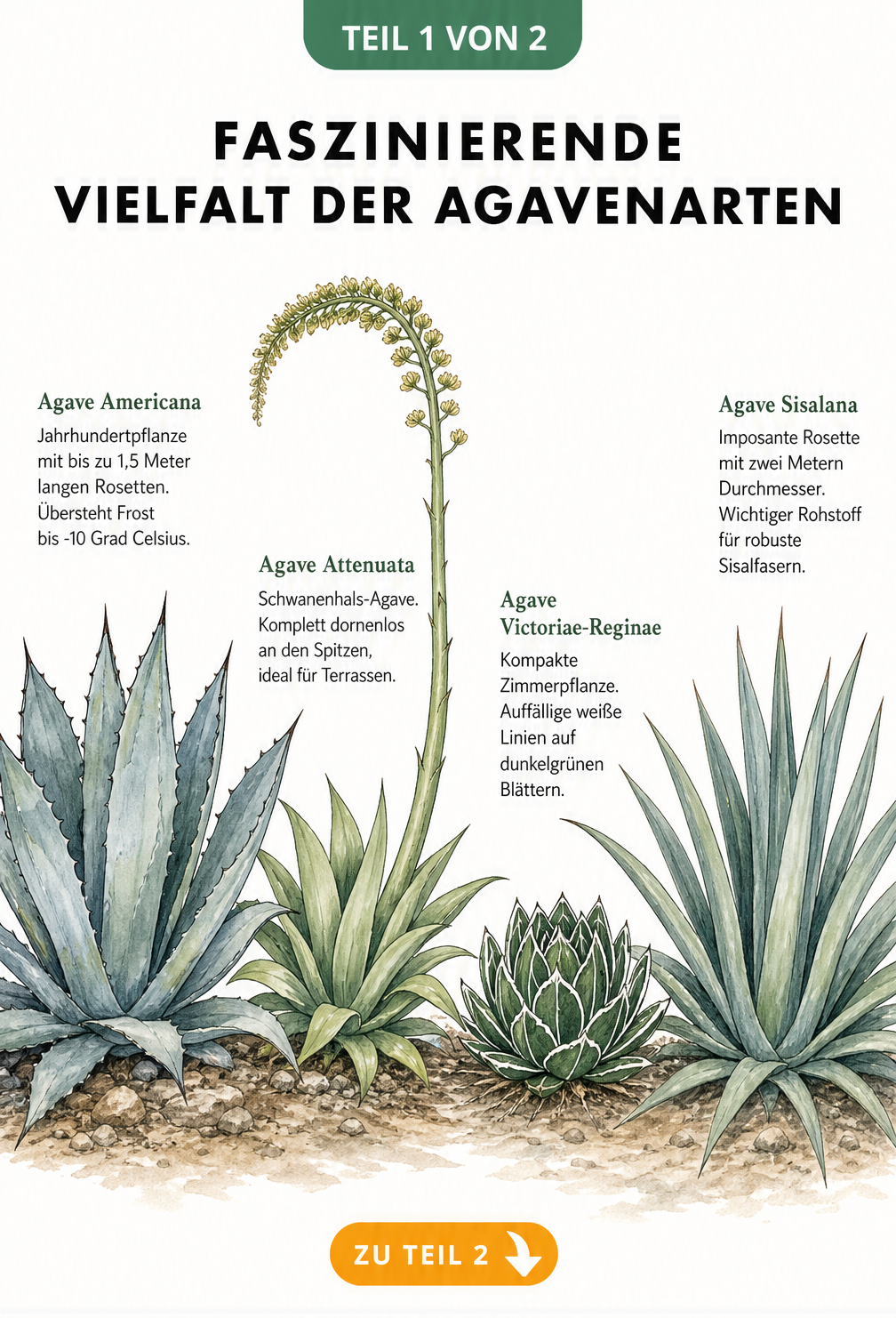 Botanische Illustration von vier verschiedenen Agavenarten: Agave Americana, Attenuata, Victoriae-Reginae und Sisalana im Größenvergleich