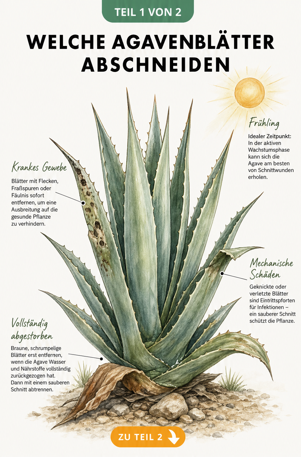 Botanische Illustration einer Agave, die zeigt, welche Blätter abgeschnitten werden dürfen: vertrocknete, kranke und geknickte Blätter.