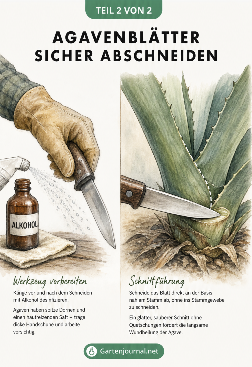 Nahaufnahme des Schnittvorgangs an einer Agave mit desinfiziertem Messer und Schutzhandschuhen.