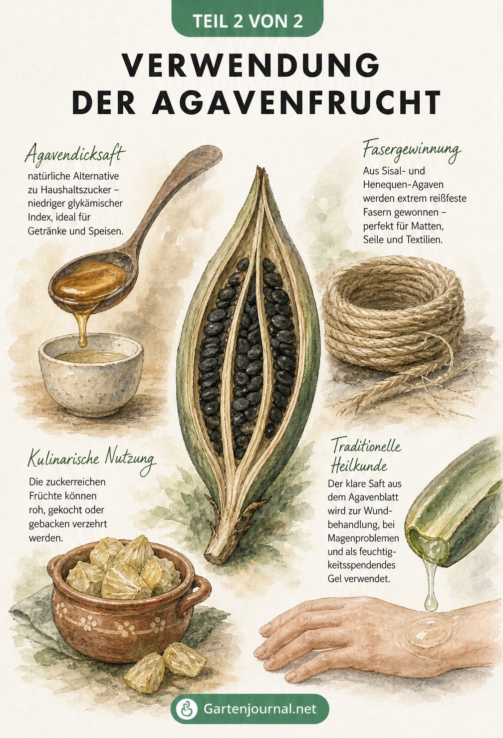 Illustration der vielseitigen Verwendung von Agavenfrüchten: Agavendicksaft auf einem Löffel, Sisal-Seil, gekochte Fruchtstücke im Tongefäß und Agavensaft zur...