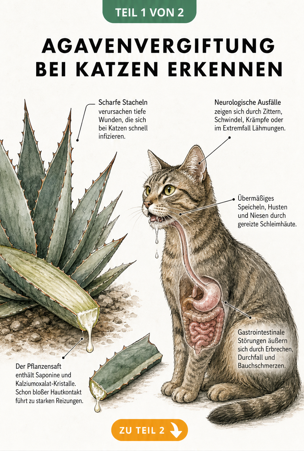 Botanische Illustration einer Agave und einer Katze, die die giftigen Inhaltsstoffe und Symptome einer Agavenvergiftung zeigt.