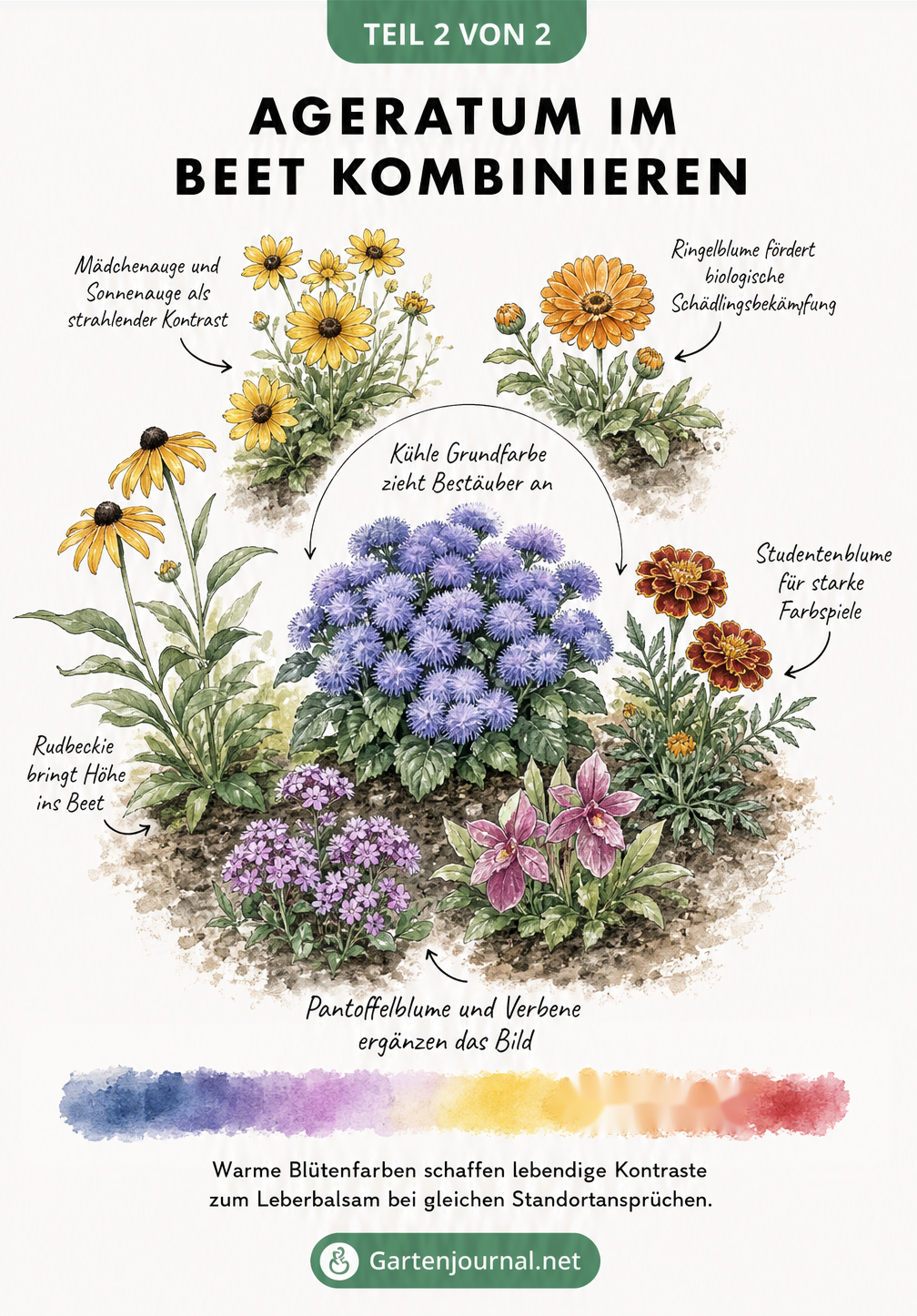 Illustration eines Gartenbeets von oben, die Ageratum in Kombination mit Begleitpflanzen wie Mädchenauge, Ringelblume und Studentenblume zeigt.