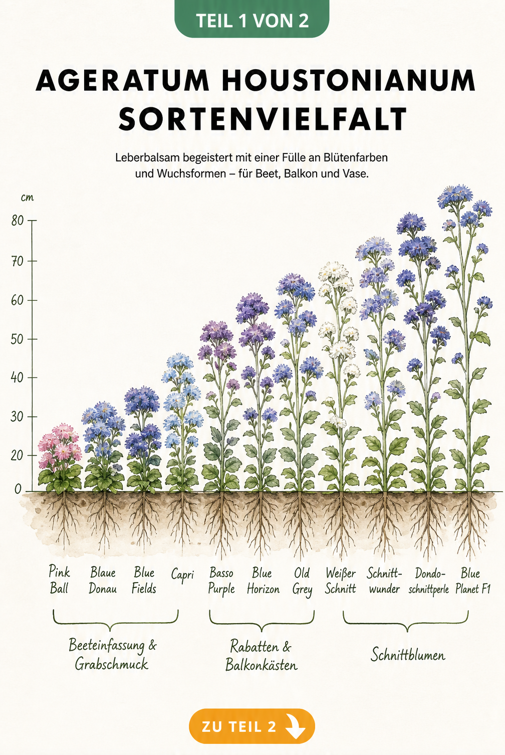 Botanische Übersichtstafel der Leberbalsam-Sorten nach Wuchshöhe und Blütenfarbe sortiert