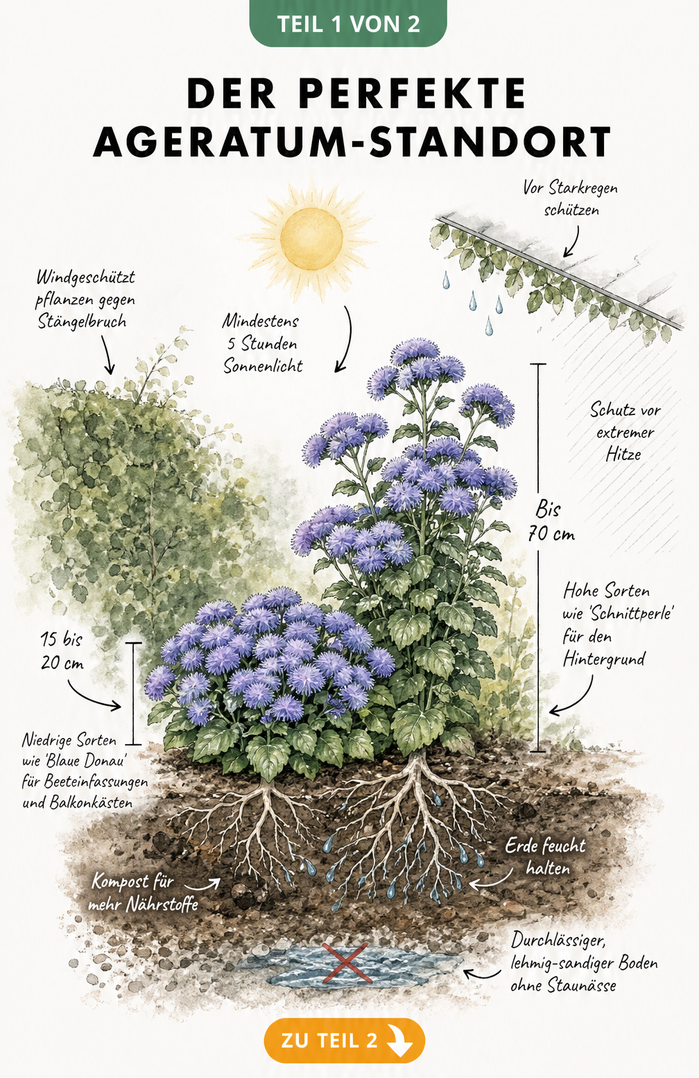 Botanische Illustration eines Gartenbeets mit Ageratum-Pflanzen, die Lichtbedarf, Wuchshöhen und Bodenbeschaffenheit zeigt.