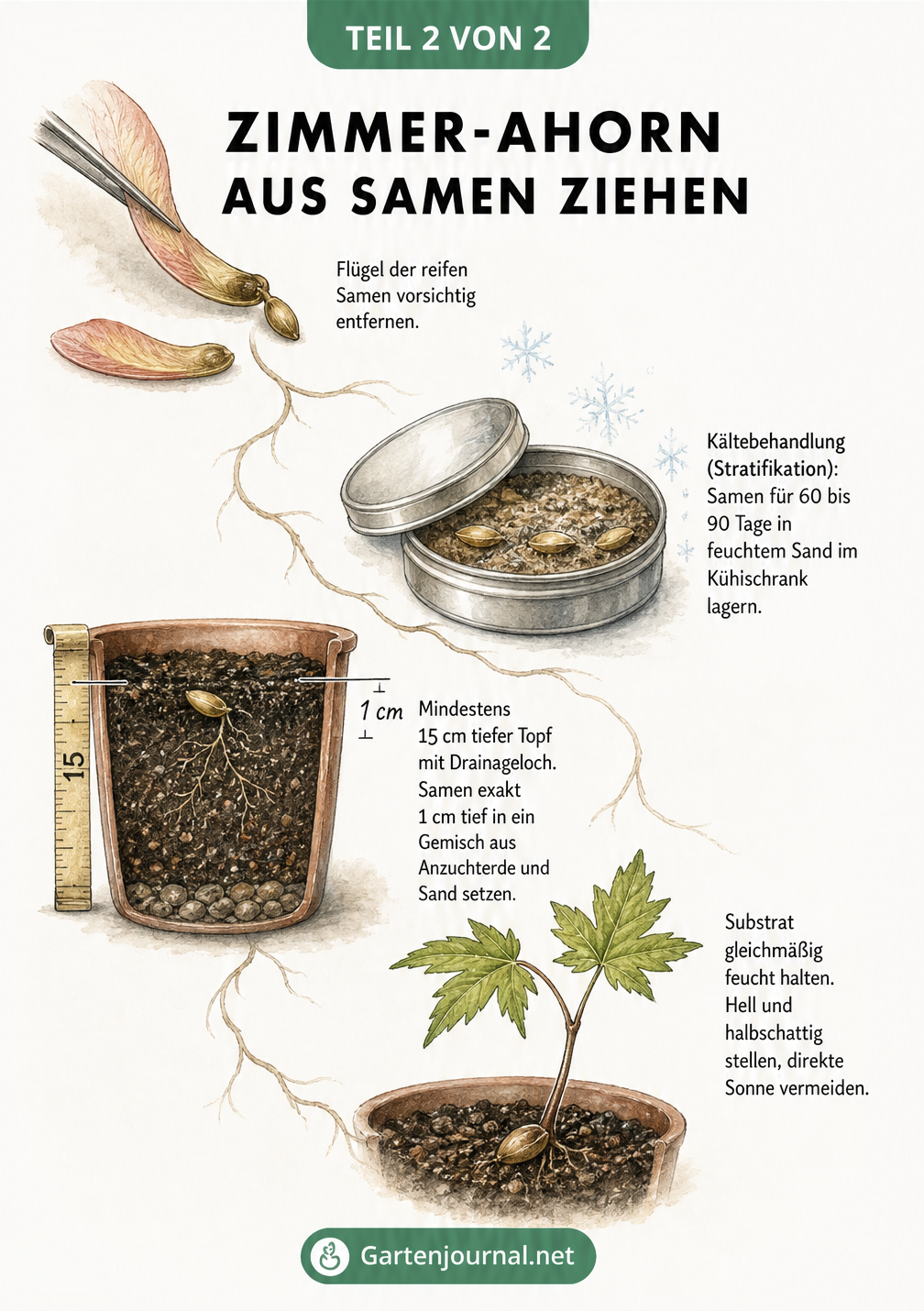 Zeitstrahl-Grafik zur Anzucht eines Zimmer-Ahorns aus Samen, von der Vorbereitung über die Kältebehandlung bis zum Keimling