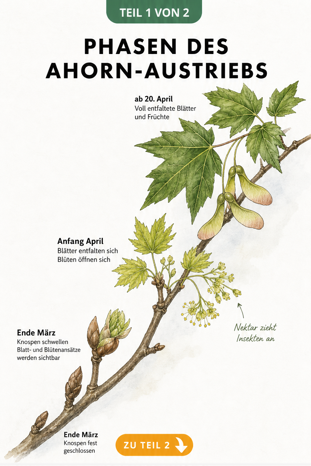 Botanische Illustration der Phasen des Ahorn-Austriebs von der Knospe bis zum voll entwickelten Blatt mit Blüten und Früchten
