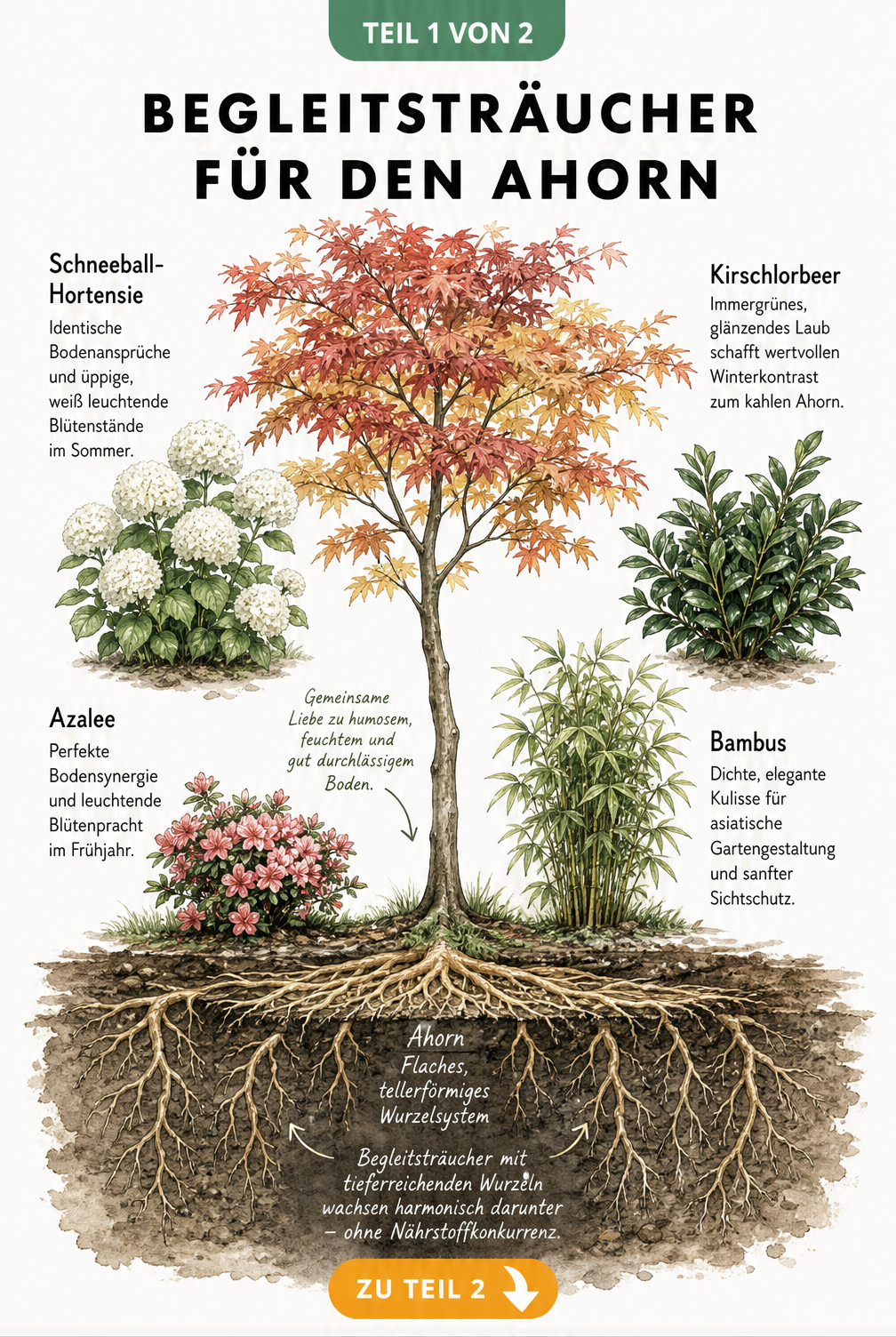 Botanische Illustration eines Ahornbaums mit flachem Wurzelsystem und passenden Begleitsträuchern wie Schneeball-Hortensie und Kirschlorbeer.
