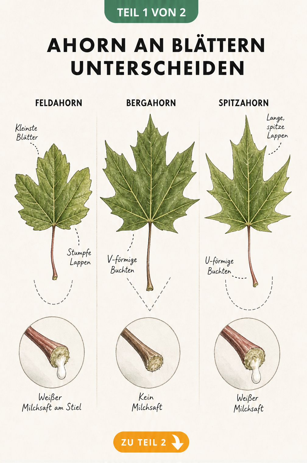 Botanische Zeichnung der Blätter von Feldahorn, Bergahorn und Spitzahorn mit Details zu Blattstiel und Milchsaft