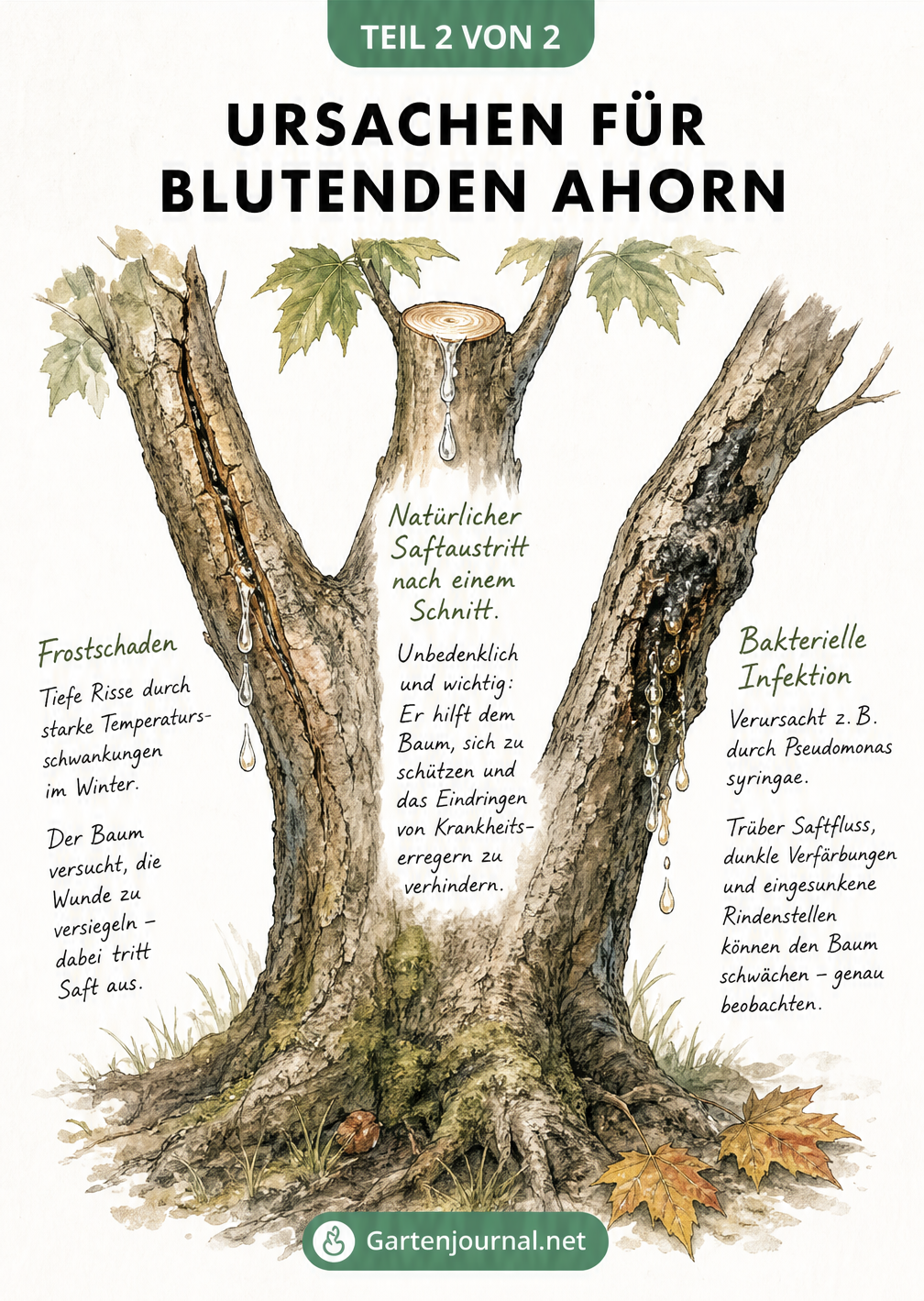 Illustration eines Ahornstamms mit drei Ästen, die natürlichen Saftaustritt, Frostschäden und eine bakterielle Infektion zeigen