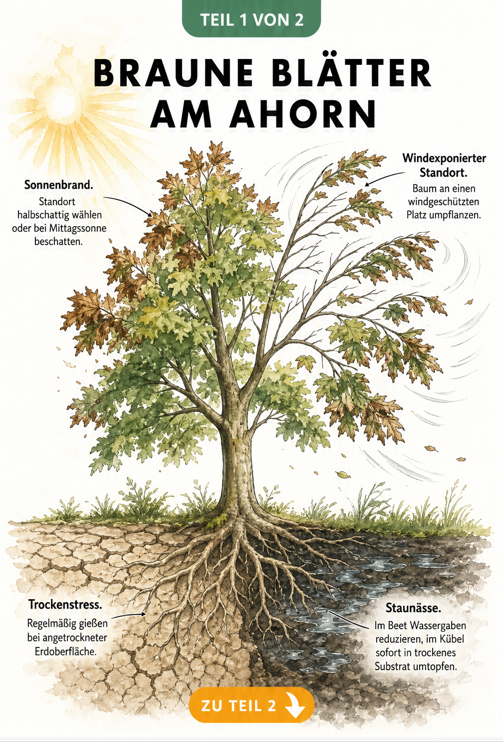 Illustration eines Ahornbaums mit braunen Blättern durch Sonnenbrand, Wind, Trockenstress und Staunässe