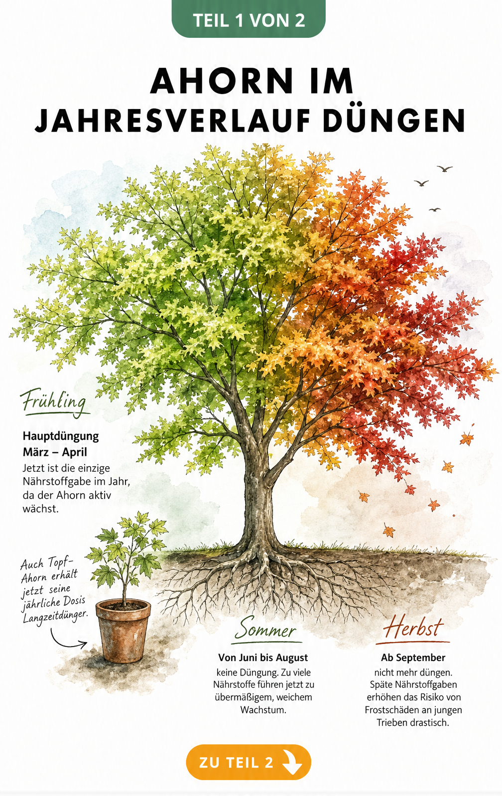 Aquarell-Illustration eines Ahornbaums im Jahresverlauf mit Hinweisen zur Düngung im Frühjahr, Sommer und Herbst