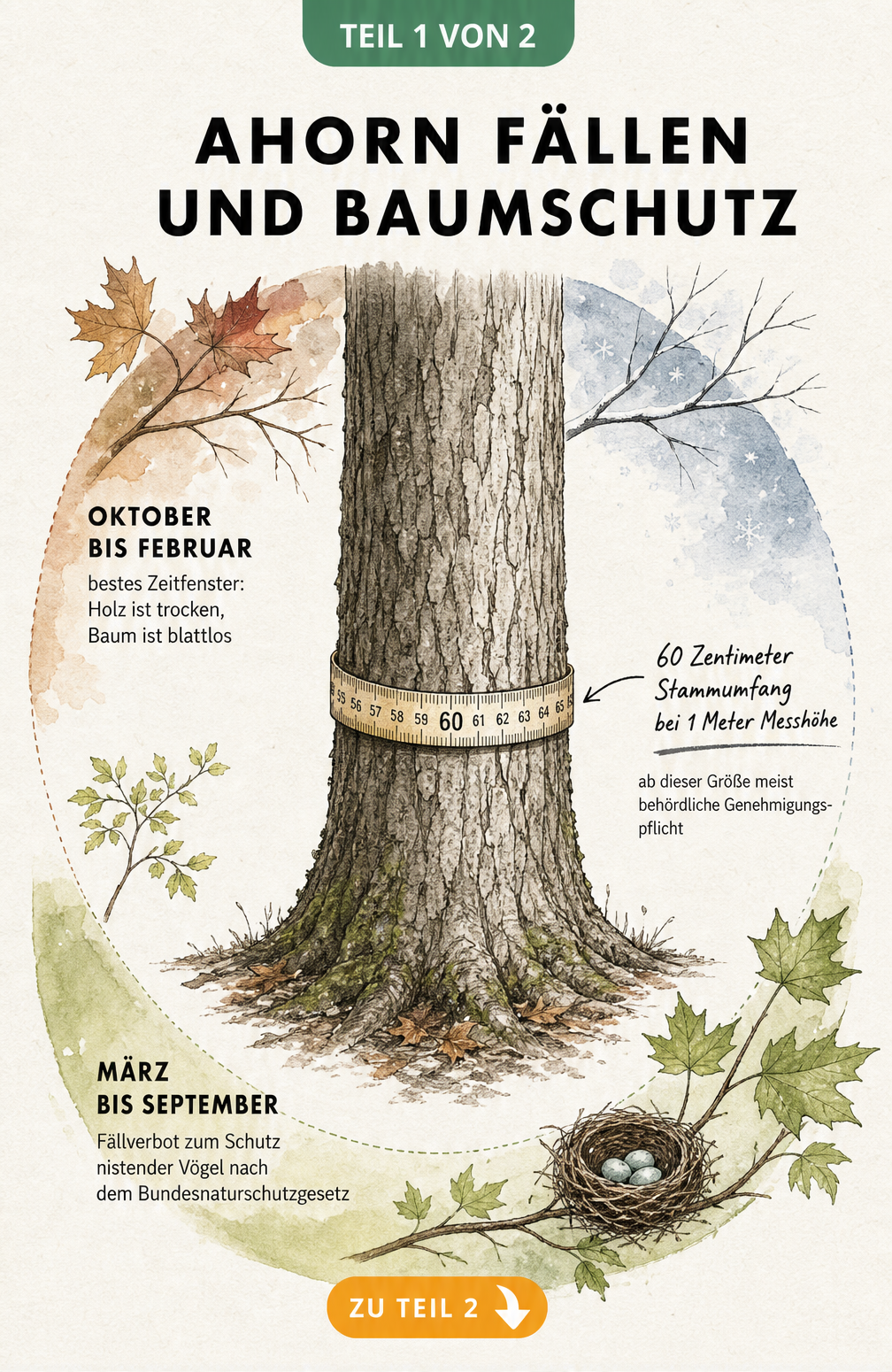 Illustration eines Ahornstamms mit Maßband und Jahreskreis, der die erlaubten Fällzeiten von Oktober bis Februar sowie das Fällverbot zum Vogelschutz von März...