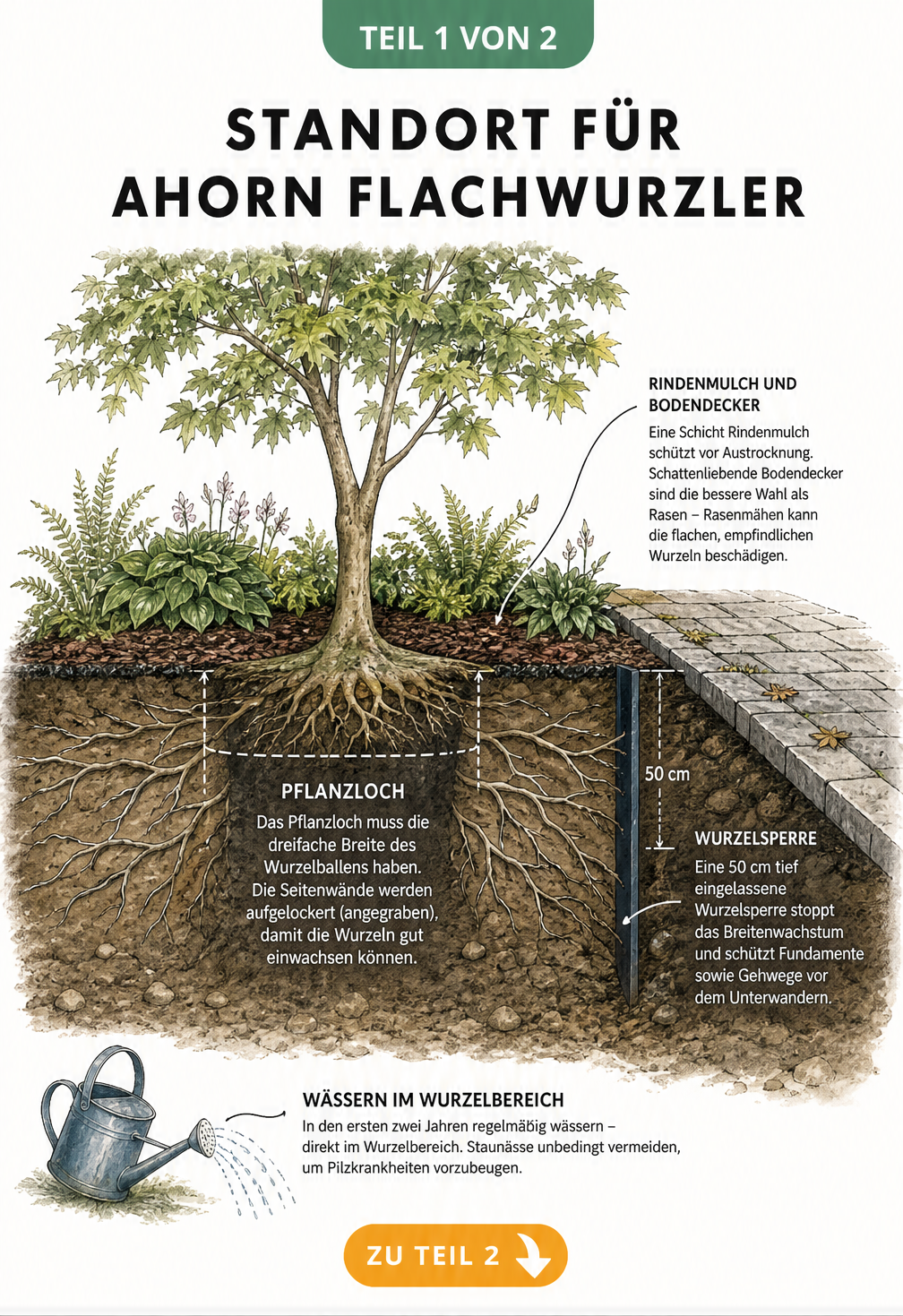 Querschnitt eines Ahornbaums mit flachem Wurzelwerk, Wurzelsperre und Rindenmulch