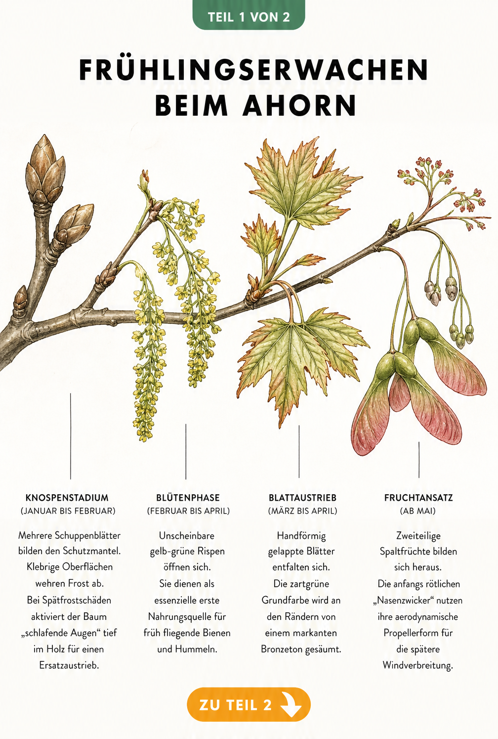 Botanische Skizze der Frühlingsentwicklung eines Ahorns von der Knospe bis zur Frucht