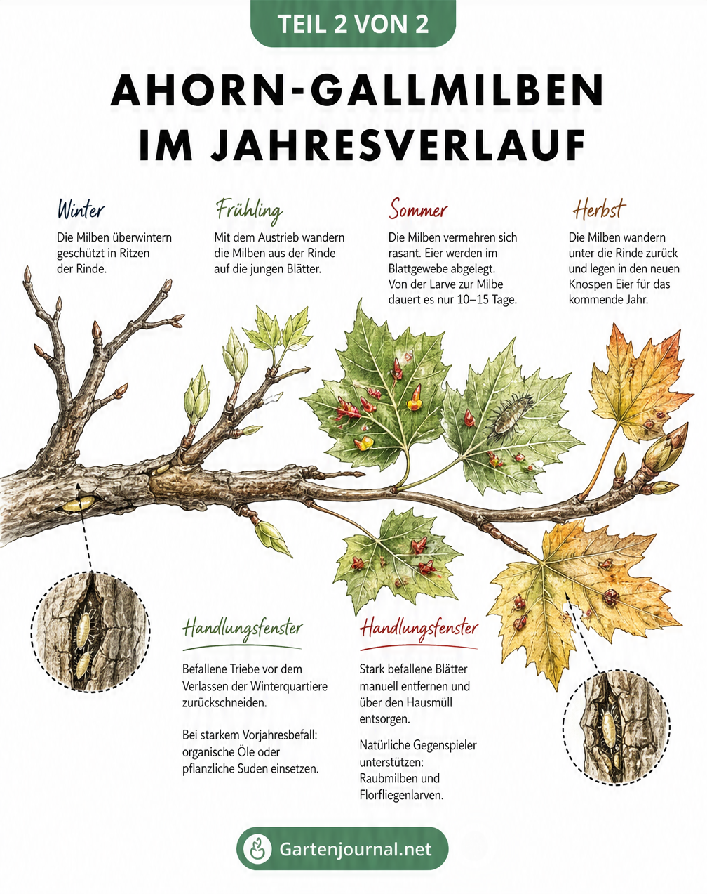 Illustration eines Ahornastes im Jahresverlauf, die die Entwicklung der Gallmilben vom Winterquartier in der Rinde über den Blattaustrieb bis zur Eiablage im...