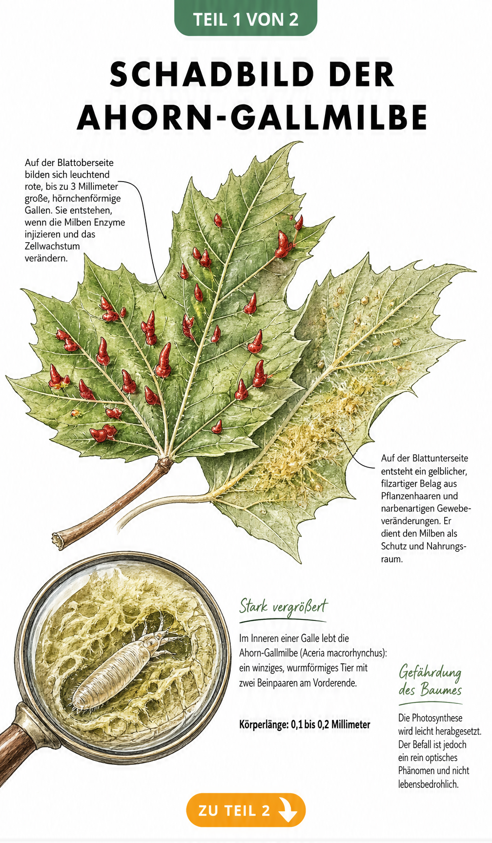 Botanische Illustration eines Bergahornblattes mit roten Hörnchengallen auf der Oberseite und filzigem Belag auf der Unterseite sowie einer vergrößerten...