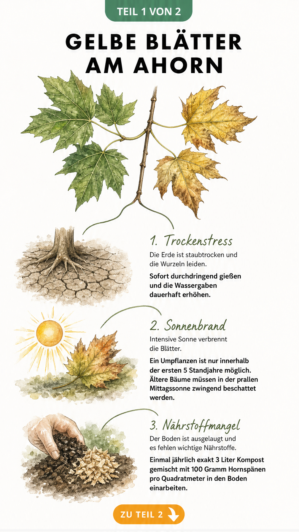 Aquarell-Illustration eines Ahornzweigs mit grünen und gelben Blättern sowie Szenen zu Trockenstress, Sonnenbrand und Nährstoffmangel