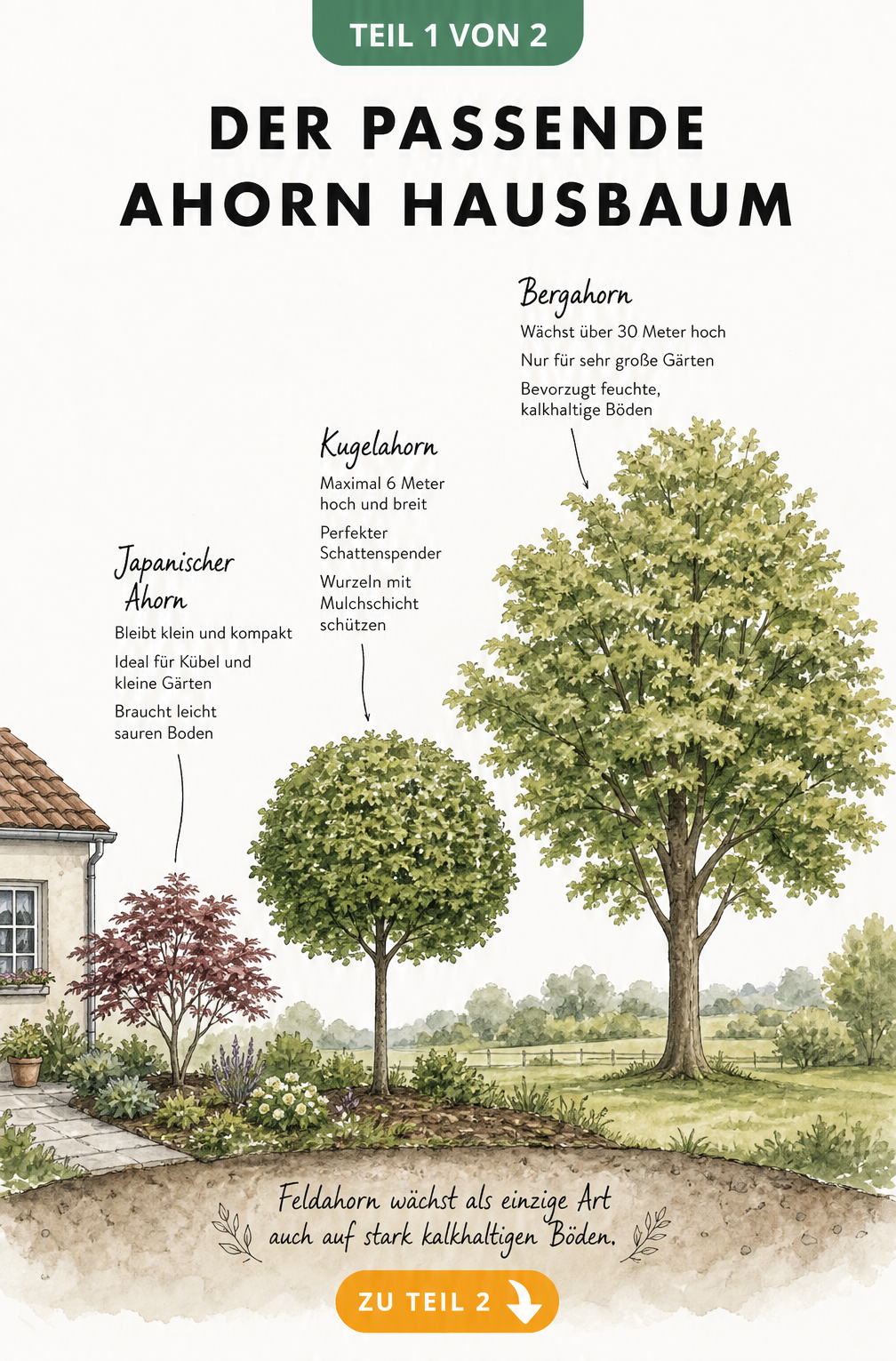 Illustration verschiedener Ahornarten als Hausbaum im Garten: Japanischer Ahorn, Kugelahorn und Bergahorn im Größenvergleich.