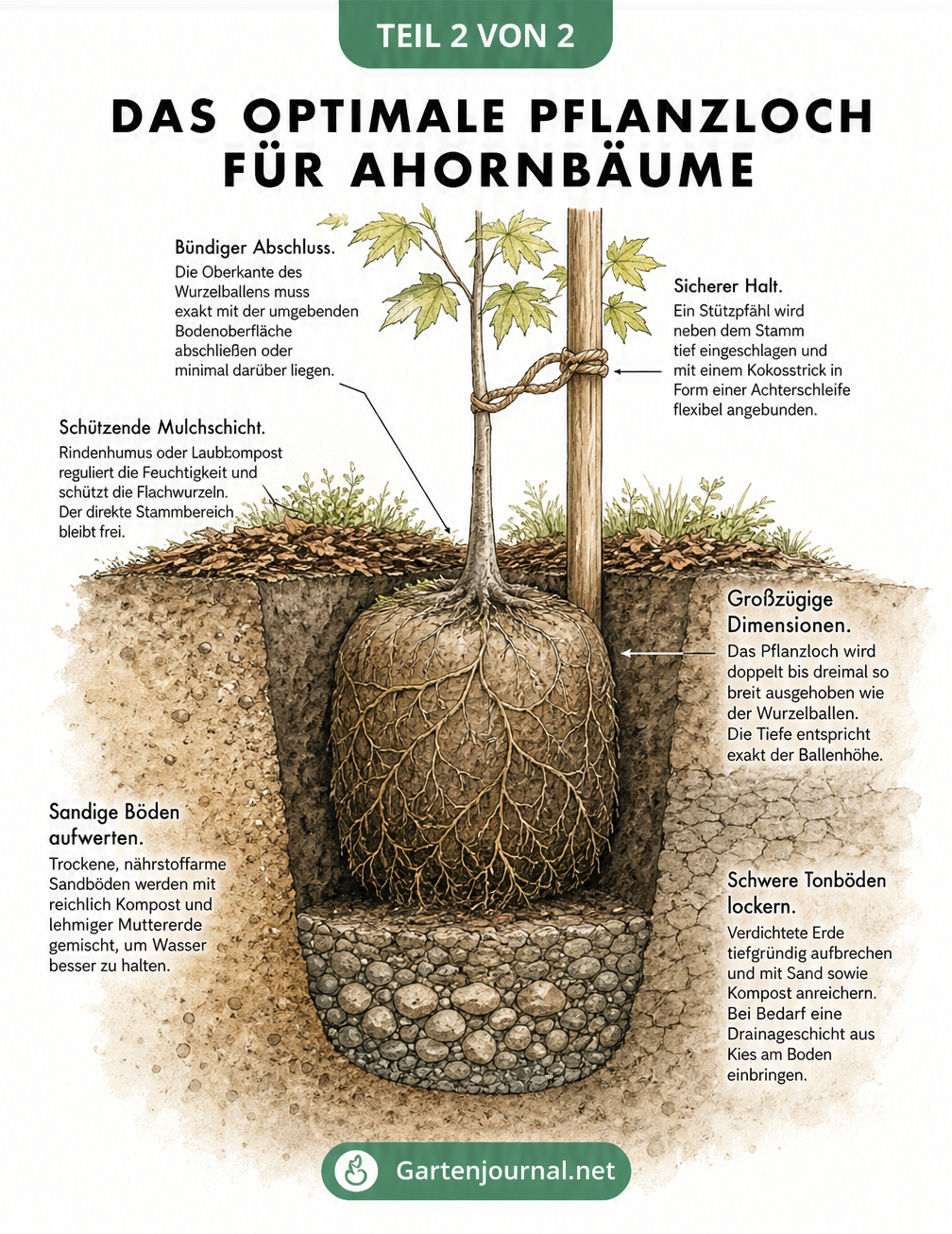 Querschnitt eines Pflanzlochs für einen Ahornbaum mit Wurzelballen, Stützpfahl, Mulchschicht und Hinweisen zur Bodenverbesserung