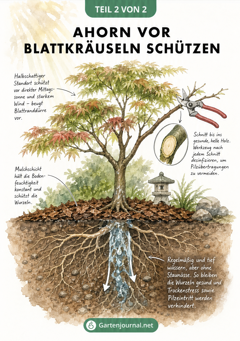Gartenbau-Skizze eines Japanischen Ahorns mit präventiven Maßnahmen wie richtigem Standort, Mulchschicht, Bewässerung und Rückschnitt