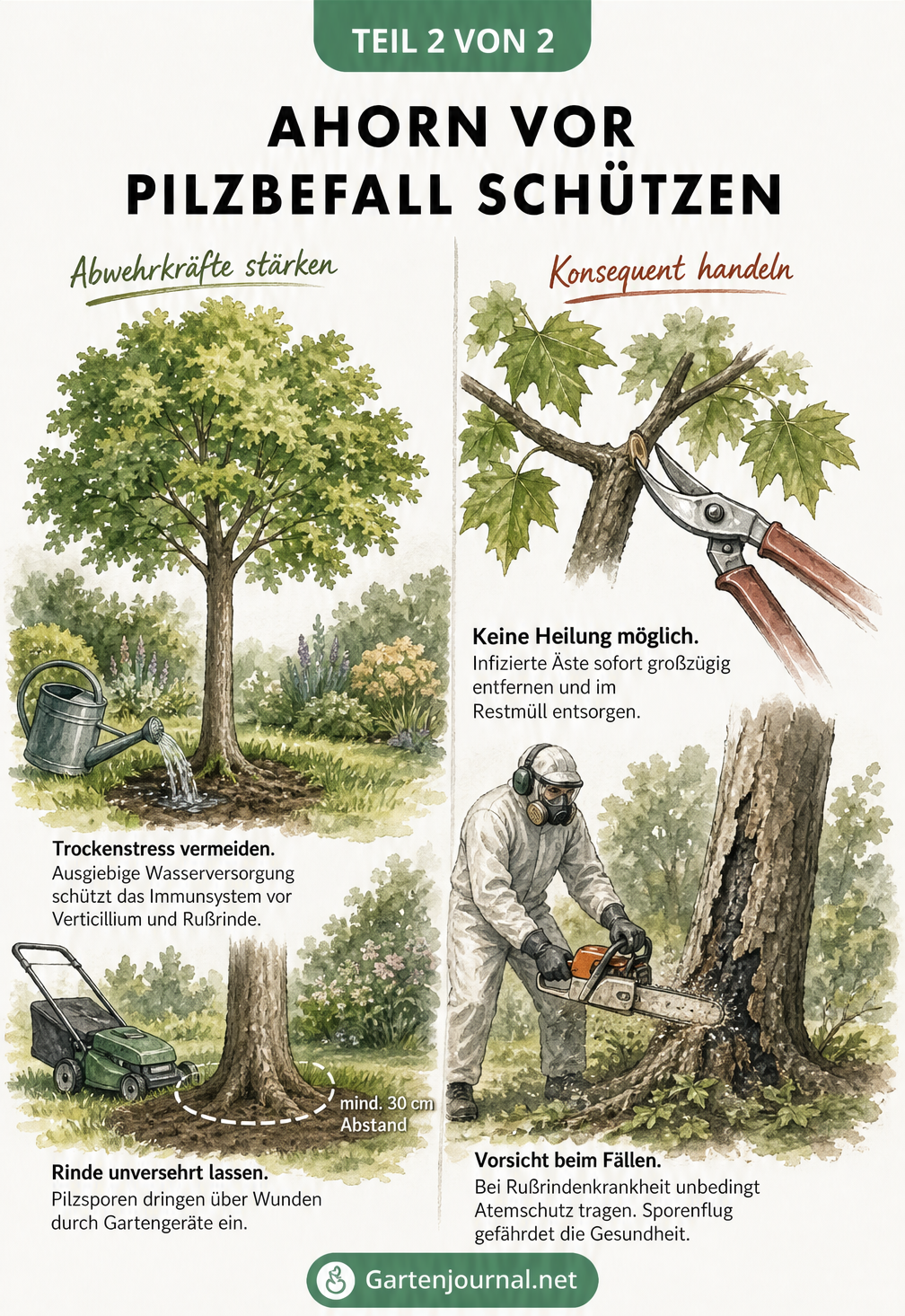 Illustration zur Vorbeugung und Behandlung von Pilzbefall am Ahorn durch Wässern, Rindenschutz und fachgerechten Schnitt