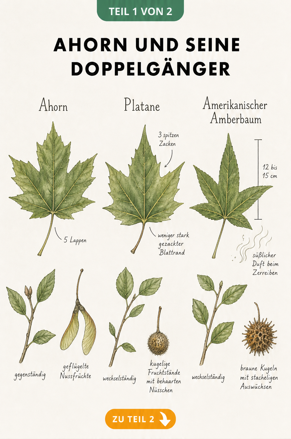Botanische Illustration von Ahorn, Platane und Amerikanischem Amberbaum mit Blättern, Blattstellung und Früchten im Vergleich