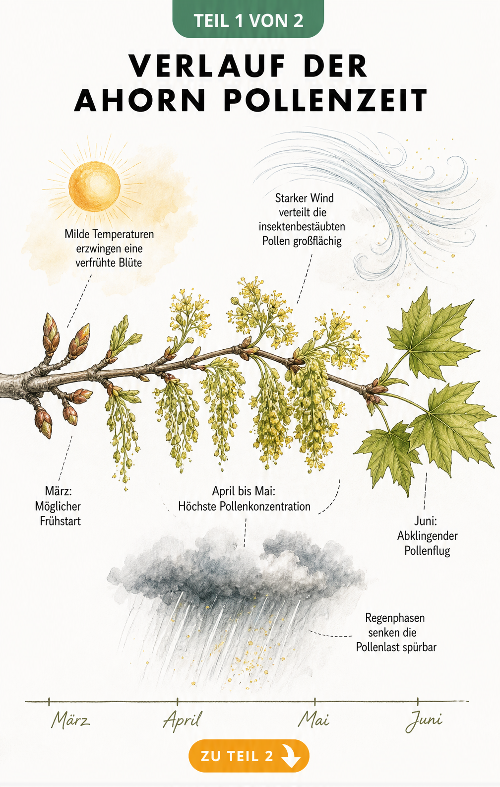 Botanische Illustration eines Ahornastes mit Blütenentwicklung von März bis Juni und Wettereinflüssen auf den Pollenflug