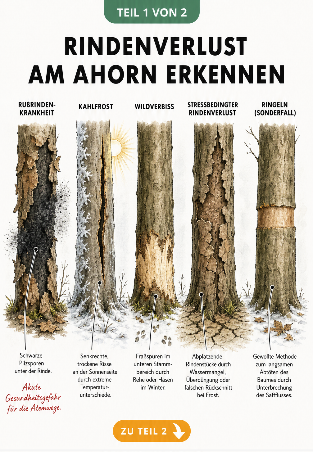 Illustration von fünf Ahornstämmen mit verschiedenen Rindenschäden wie Rußrindenkrankheit, Kahlfrost, Wildverbiss, Stress und Ringeln