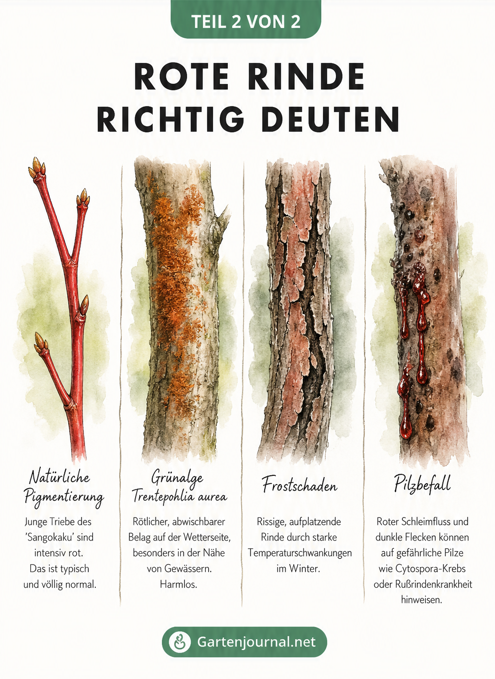Vier Nahaufnahmen von Ahorn-Ästen zeigen natürliche rote Rinde, Algenbefall, Frostschäden und Pilzinfektionen