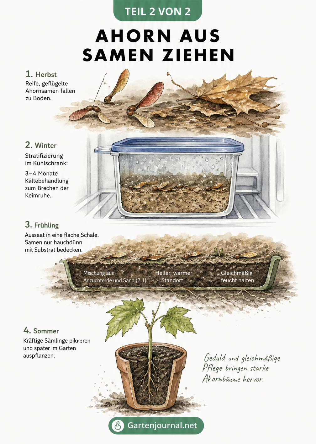 Illustration der Ahorn-Samenvermehrung vom Herbst über die Stratifizierung im Winter bis zum Sämling im Frühling