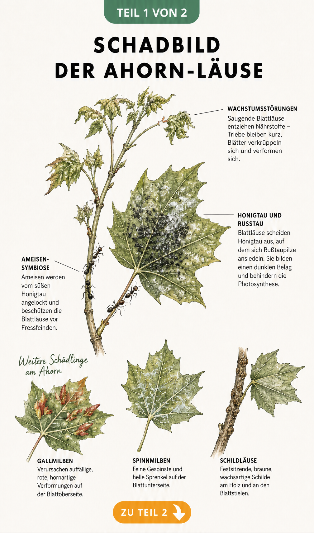 Botanische Illustration eines Ahornzweigs mit Schadbildern von Blattläusen, Rußtaupilzen, Gallmilben, Spinnmilben und Schildläusen