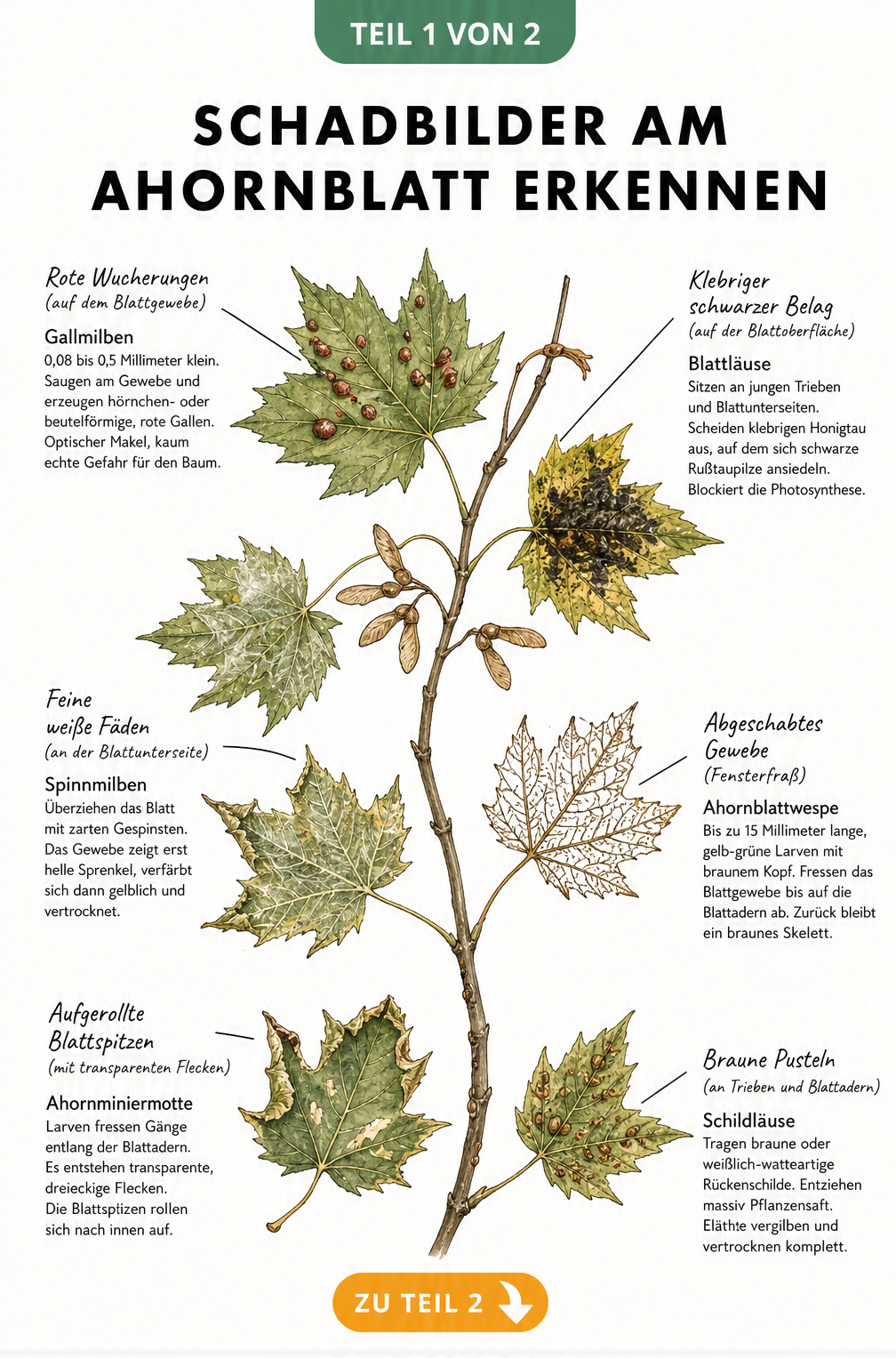 Illustration eines Ahornzweigs mit verschiedenen Schadbildern wie roten Wucherungen, klebrigem Belag und feinen Gespinsten