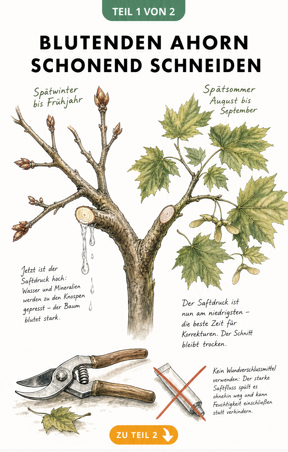 Aquarell-Illustration eines Ahornastes, der im Frühjahr blutet und im Spätsommer trocken bleibt, mit Gartenschere und durchgestrichenem Wundverschlussmittel