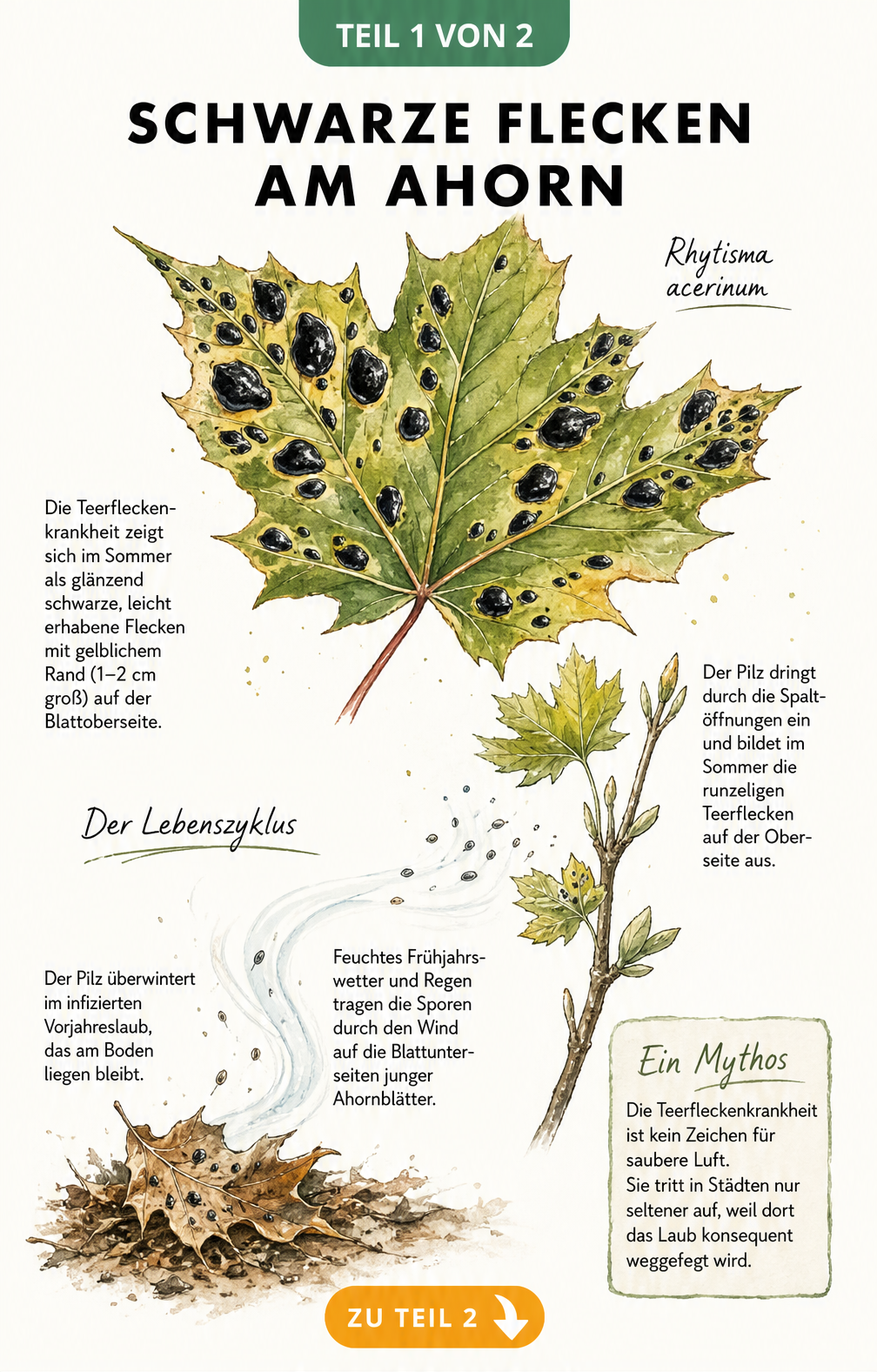 Illustration eines Ahornblattes mit schwarzen Teerflecken und dem Lebenszyklus des Pilzes Rhytisma acerinum